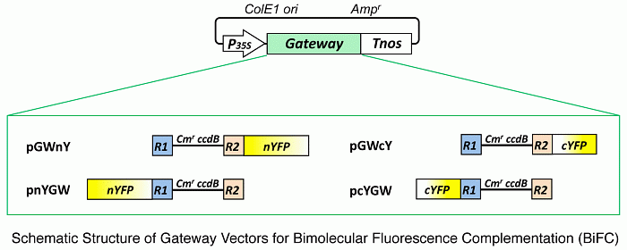 Gateway Vector for BiFC